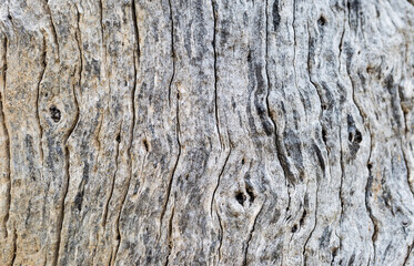 Closeup old tree wood texture background, nature texture background