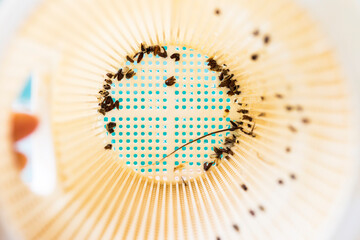 Closeup pool pump basket with dirt inside, pool cleaning and service concept