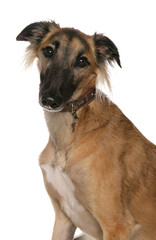 Saluki