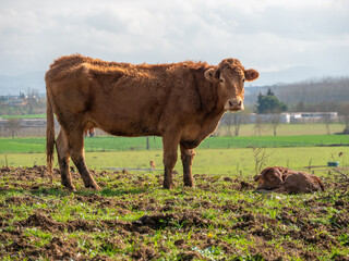 cattle mother with her newborn daughter lying on the ground dairy