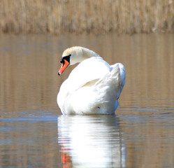 Naklejka premium Schwan