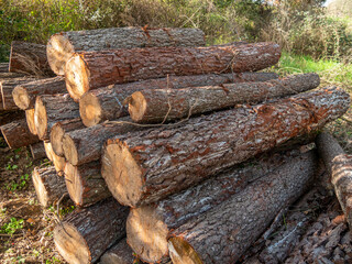 truck with yellow mechanical crane picking up logs from a logging timber factory