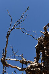 Baumwurzeln als Hintergrund mit Holz Textur vor blauem Himmel	