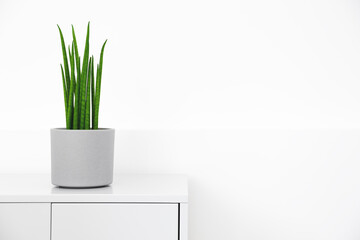 Houseplant in flowerpot on a table near bright white wall.