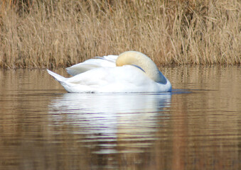 Schwan