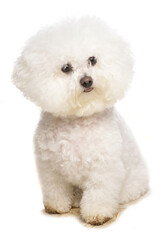 Bichon Frise
