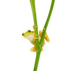 Foto op Canvas Tree frog on a plant © Alekss