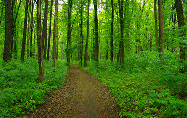 Green forest and path