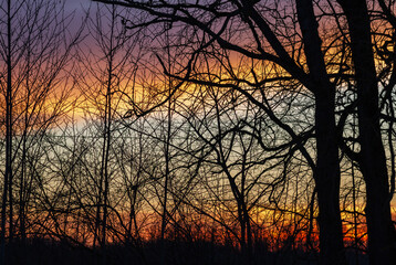 Trees on a sunset sky background.