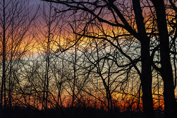 Obraz premium Trees on a sunset sky background.