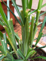 close up of lemon grass plant 