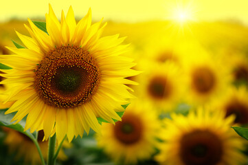 Obraz premium Sunflowers on a field blurred in sunlight