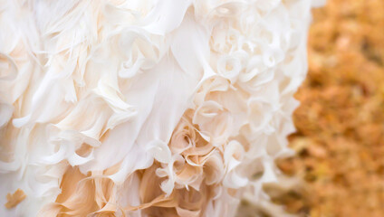 Light beige background with curly white feathers.