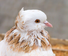 Bird portrait. Poultry keeping. Divorce of pigeons.