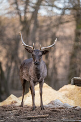 beautiful deer standing in a forest