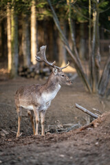 Naklejka na ściany i meble beautiful deer standing in a forest