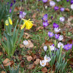 Obraz premium Daffodils and Crocuses flowering in East Grinstead