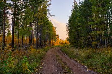 Autumn Road in the forest