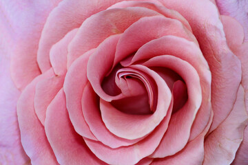 pink rose macro for a natural pink background