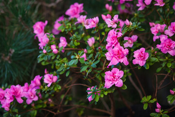 Blooming pink azalea bush in spring