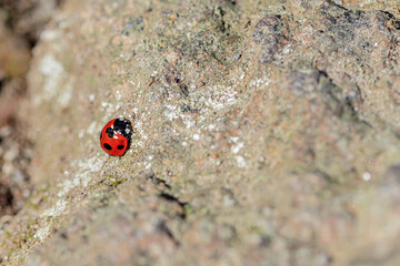 岩の上のナナホシテントウムシ　 Ladybird on the rock