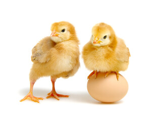 brown egg and chicks isolated on a white