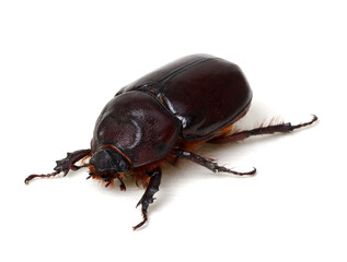 Beetle isolated on white