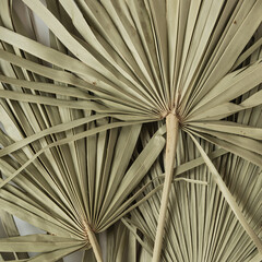 Dry tropical exotic palm leaves on white background. Flat lay, top view minimalist floral pattern aesthetic composition. © Floral Deco