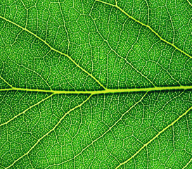 Leaf texture pattern for spring background.
