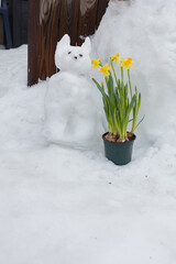 A cat made of snow and live, yellow daffodils in a pot. Spring concept