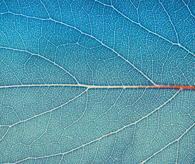 Fototapeta na wymiar Leaf texture macro closeup. Leaves veins and grooves