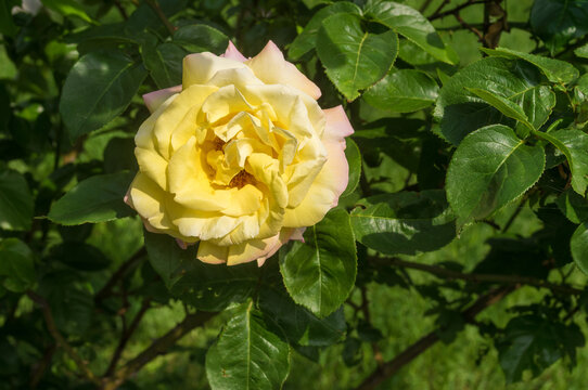 Beautiful yellow rose shrub close-up