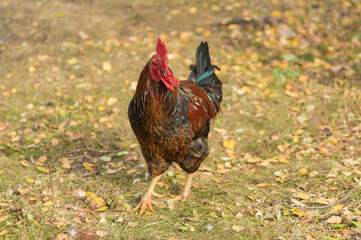 Nice full body portrait of beautiful Ukrainian rooster walking proudly on autumnal poultry-yard