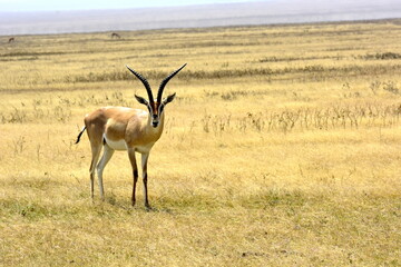 Serengeti - Gazela Grantova (samec)