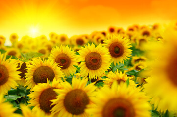 Obraz premium Beautiful field of blooming sunflowers