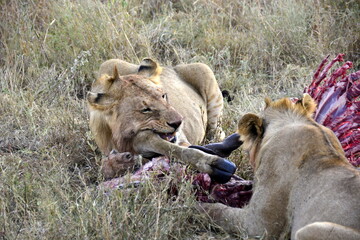  Serengeti - lion youth feasting on a buffalo