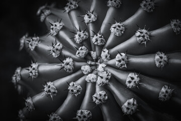 Close up view of black and white cactus.