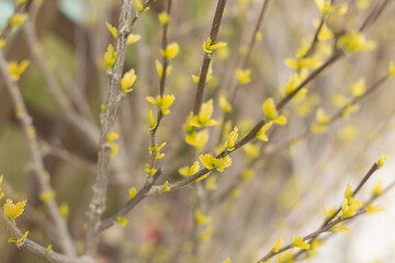 Young spring shoots in the sun.