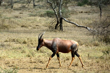 Serengeti - Buvolec modrý