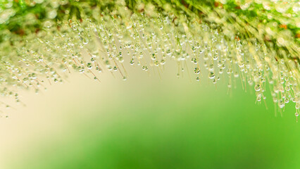 Green natural frame with dew drops and plant branches.