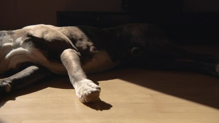German boxer dog, sleeping and relaxing on a hardwood floor in a sunlight. 4k 50fps, slowmotion moving slider shot