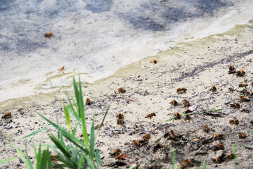 many bees sit on the sandy shore of the lake.  wildlife close