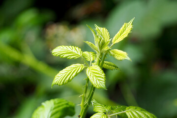 close young green leaves on a raspberry branch on a blurred background side view