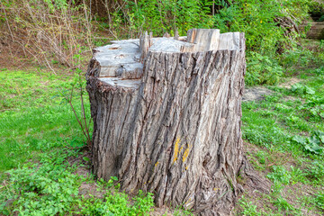 Old Poplar Tree Stump in the Forest 