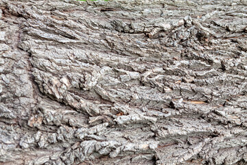 Poplar tree bark background . Rough wooden texture