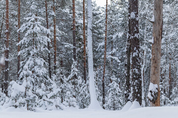 Gloomy winter forest. Cloudy winter day in the forest with snow trees.