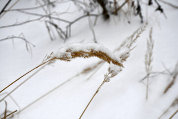 a branch-a panicle of dry yellow grass in the snow on a blurred background of snow and grass