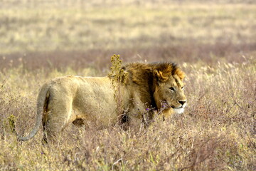 Serengeti - Lev pustinný - 
