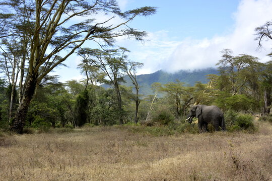 Ngorongoro - ak&aacute;ciov&yacute; les Lerai a slon africk&yacute;