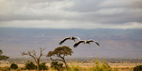 flight of black crowned crane in amboseli national park
